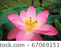 Oga lotus and bees in Chiba park 67069151