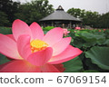 Oga lotus and bees in Chiba park 67069154