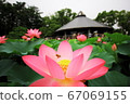 Oga lotus of Chiba Park 67069155