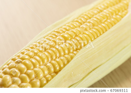 新鮮採摘的玉米 新鮮採摘的玉米 67069311
