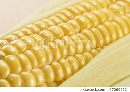 新鮮採摘的玉米 新鮮採摘的玉米 67069312
