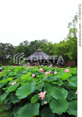 Oga Lotus and Rengeitei in Chiba Park 67069352