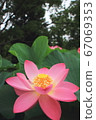Oga Lotus Tochihana in Chiba Park 67069353