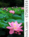 Oga lotus of Chiba Park 67069354