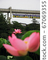 Oga lotus and monorail in Chiba Park 67069355