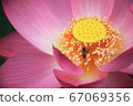 Oga lotus of Chiba Park 67069356