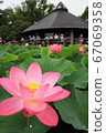 Oga Lotus Tochihana in Chiba Park 67069358