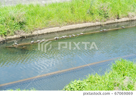 Mississippian Pond slider alien species Mississippian Pond slider alien species 67069869