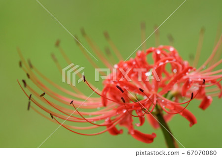 鳥取四季步行秋天Hana Higan 鳥取四季步行秋天Hana Higan 67070080