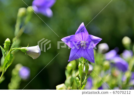 七彩藍色風鈴草花 67070212