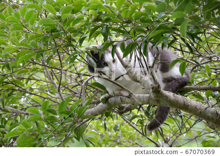 A male cat that has shed on the tree A male cat that has shed on the tree 67070369
