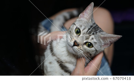 Gray leopard cat being caught 67070418