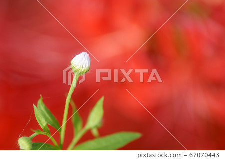 Tottori walks of the four seasons autumn flowers cluster amaryllis 67070443
