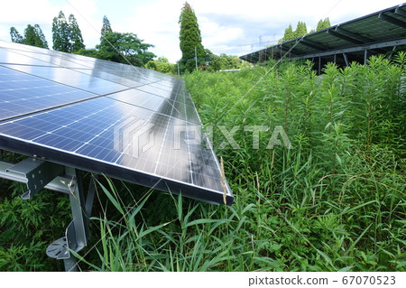Solar power plant with overgrown weeds Solar power plant with overgrown weeds 67070523