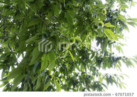 Chestnut Tree 67071057