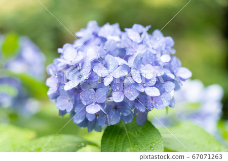hydrangea   67071263
