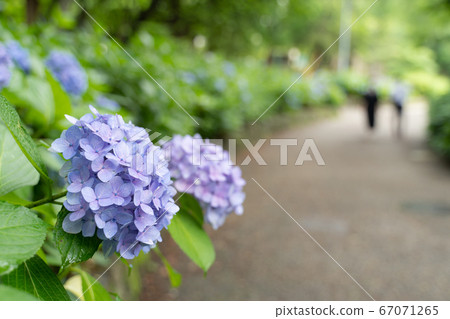 Temari繡球花和人行道 67071265