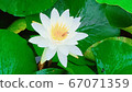 Bee and lotus flower 67071359
