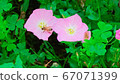 Bee and Flower 67071399