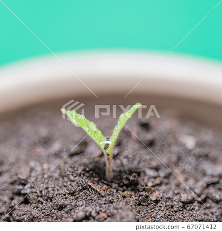 櫻桃番茄的發芽 櫻桃番茄的發芽 67071412