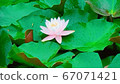 Lotus 67071421