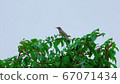 Bird at Pungam Lake Park 67071434