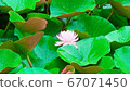 Lotus 67071450