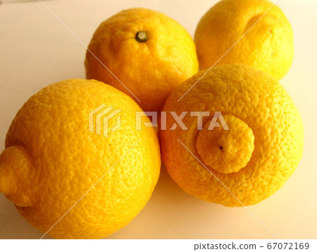 Haruka Citrus Mandarin Fruit - Stock Photo [67072169] - PIXTA