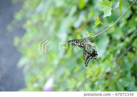 休息一下？蝴蝶 67072330