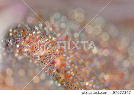 Anemone eggs 67072347