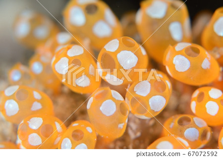 奧特曼霍亞 67072592