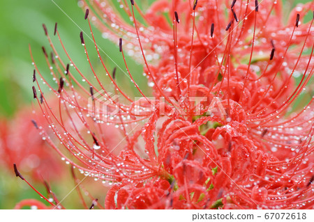Tottori walks of the four seasons autumn flowers cluster amaryllis Tottori walks of the four seasons autumn flowers cluster amaryllis 67072618