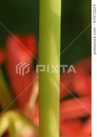 Tottori walks of the four seasons autumn flowers cluster amaryllis Tottori walks of the four seasons autumn flowers cluster amaryllis 67072624