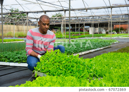 Latin american horticulturist caring for young lettuce seedlings 67072869