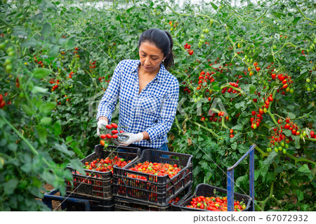 Latina harvesting red tomatoes in farm glasshouse 67072932