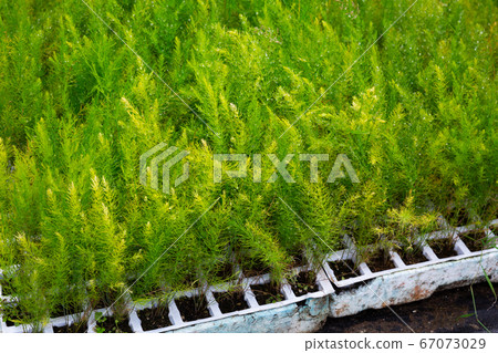 Greenery of Asparagus Fern seedlings grown in greenhouse 67073029