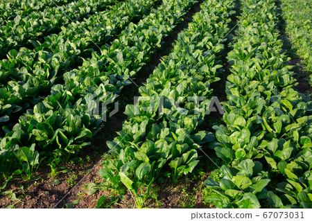 Green spinach plantation 67073031
