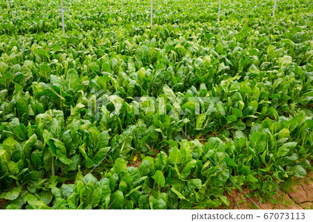 Green leaf beets plantation 67073113