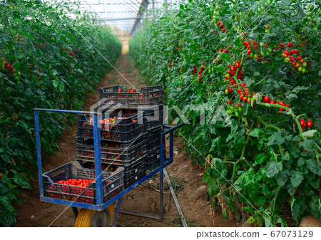 Plantation of red tomatoes in hothouse during harvest Plantation of red tomatoes in hothouse during harvest 67073129
