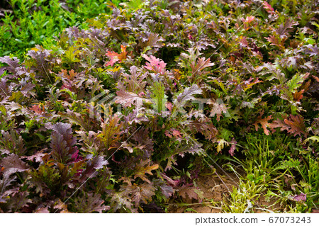 Rows of harvest of red mizuna on the field 67073243