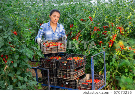 Latino woman farmer harvesting tomatoes in greenhouse Latino woman farmer harvesting tomatoes in greenhouse 67073256