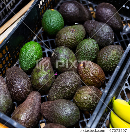 Avocados on market counter Avocados on market counter 67073307