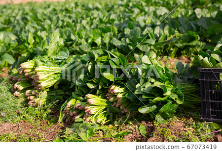 Bunches of ripe spinach on a farm field 67073419