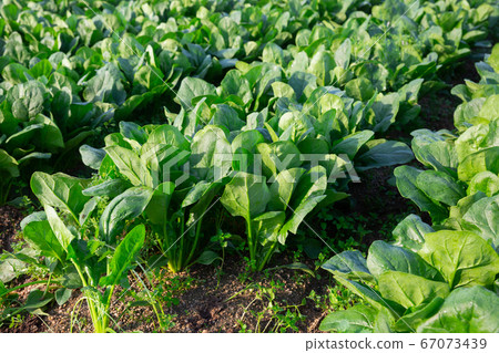 Rows of green spinach on a field Rows of green spinach on a field 67073439