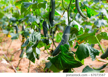 Cucumbers ripening in glasshouse Cucumbers ripening in glasshouse 67073567