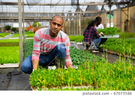 Latin american farmer checking seedlings of leafy vegetables Latin american farmer checking seedlings of leafy vegetables 67073586