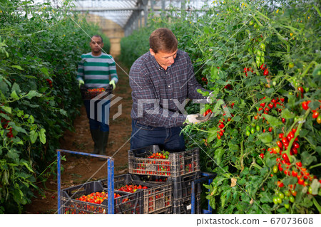 Positive man harvesting ripe tomatoes in a greenhouse Positive man harvesting ripe tomatoes in a greenhouse 67073608