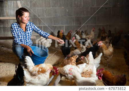 Female farmer feeding chickens Female farmer feeding chickens 67073812