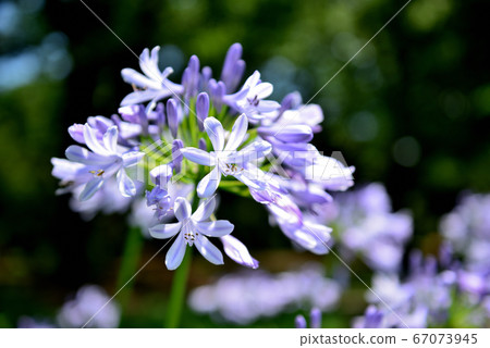 Agapanthus flower 67073945