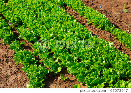 Green lettuce plantation Green lettuce plantation 67073947